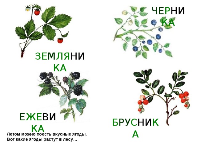 ЧЕ Р НИ КА ЗЕ М ЛЯ НИ КА Е ЖЕ ВИ КА Б РУ С НИ КА Летом можно поесть вкусные ягоды. Вот какие ягоды растут в лесу …
