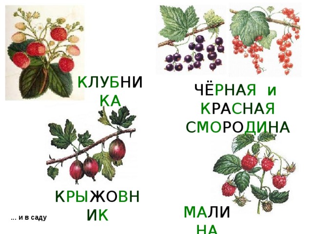 К ЛУ Б НИ КА ЧЁ Р НА Я и К РА С НА Я С МО РО ДИ НА К РЫ ЖО В НИ К МА ЛИ НА ... и в саду