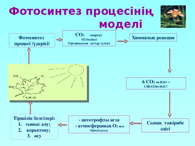 Урок 3: Жизнь растений. Часть 1 - 100urokov.ru