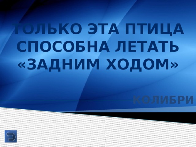 Только эта птица способна летать «задним ходом» колибри 