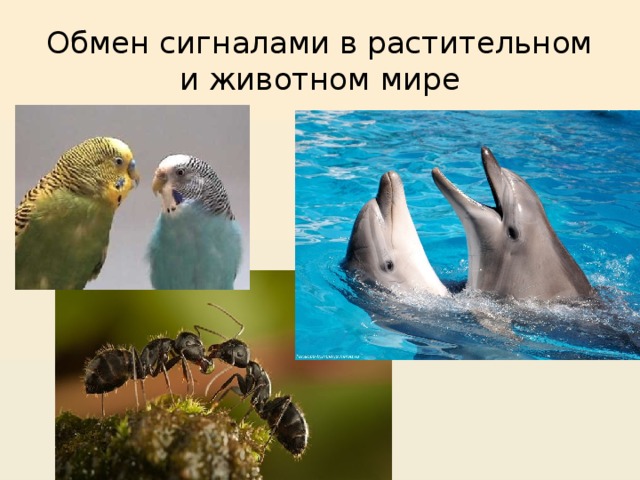 Обмен сигналами в растительном и животном мире 