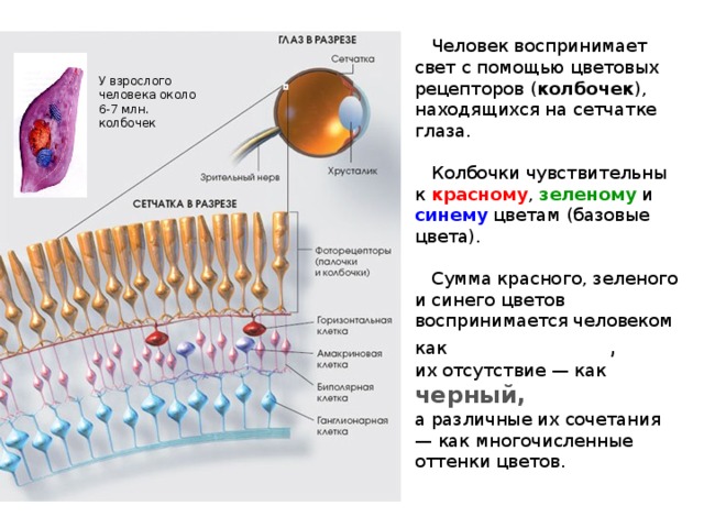 Цвета колбочек в глазу