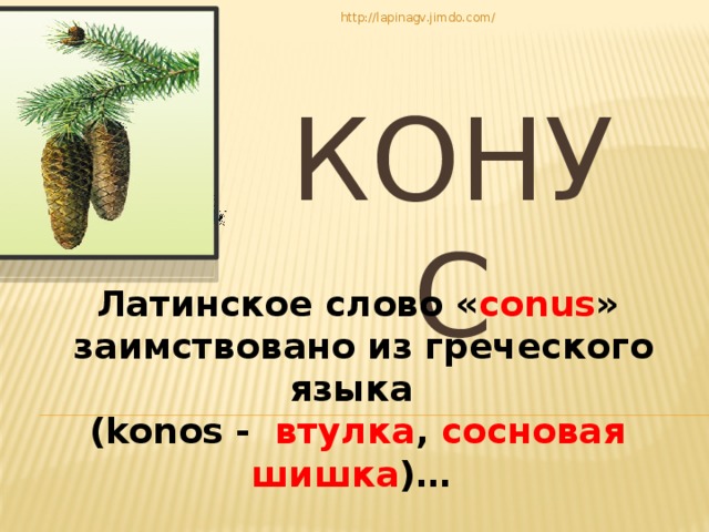 http://lapinagv.jimdo.com/ Конус Латинское слово « conus »  заимствовано из греческого языка (konos - втулка , сосновая шишка )… 