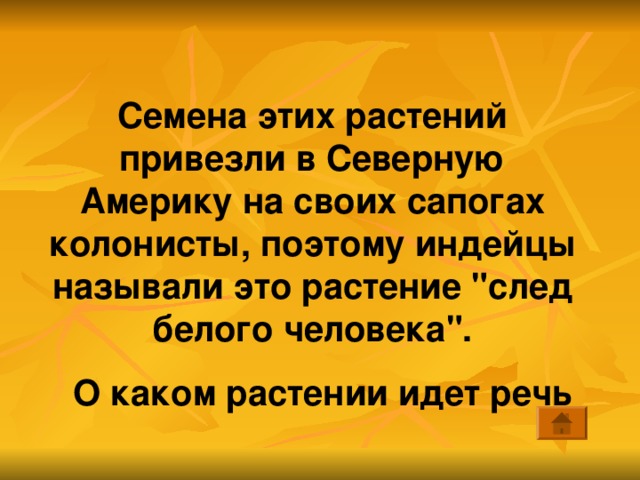 Семена этих растений привезли в Северную Америку на своих сапогах колонисты, поэтому индейцы называли это растение 