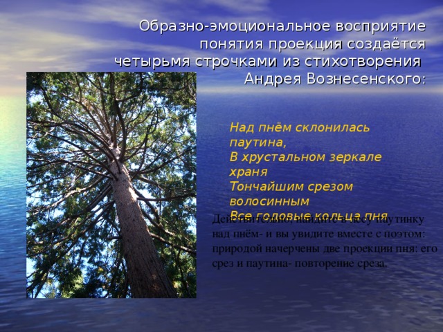Образно-эмоциональное восприятие  понятия проекция создаётся  четырьмя строчками из стихотворения  Андрея Вознесенского: Над пнём склонилась паутина, В хрустальном зеркале храня Тончайшим срезом волосинным Все годовые кольца пня . Действительно, найдите в лесу паутинку над пнём- и вы увидите вместе с поэтом: природой начерчены две проекции пня: его срез и паутина- повторение среза. 