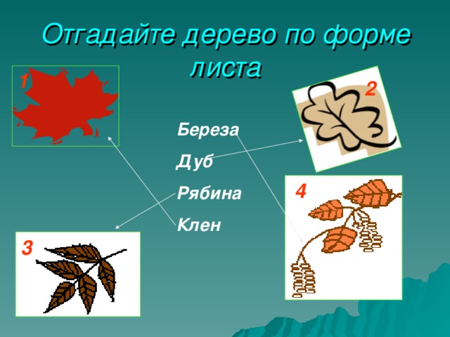 Листья березы дуба клена картинки