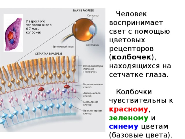 Рис 164 формирование изображения на сетчатке глаза