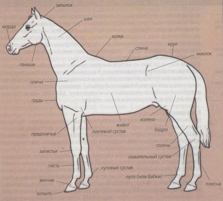 Телосложение лошади 5 букв. Пясть лошади анатомия. Строение пясти лошади. Строение лошади анатомия. Анатомия лошади схема.