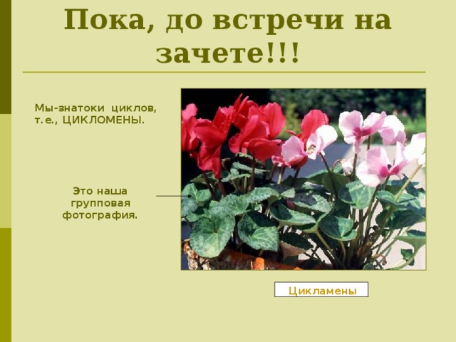Пока, до встречи на зачете!!! Мы-знатоки циклов, т.е., ЦИКЛОМЕНЫ. Это наша групповая фотография. Цикламены 