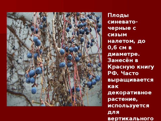Плоды синевато-черные с сизым налетом, до 0,6 см в диаметре. Занесён в Красную книгу РФ. Часто выращивается как декоративное растение, используется для вертикального озеленения.  