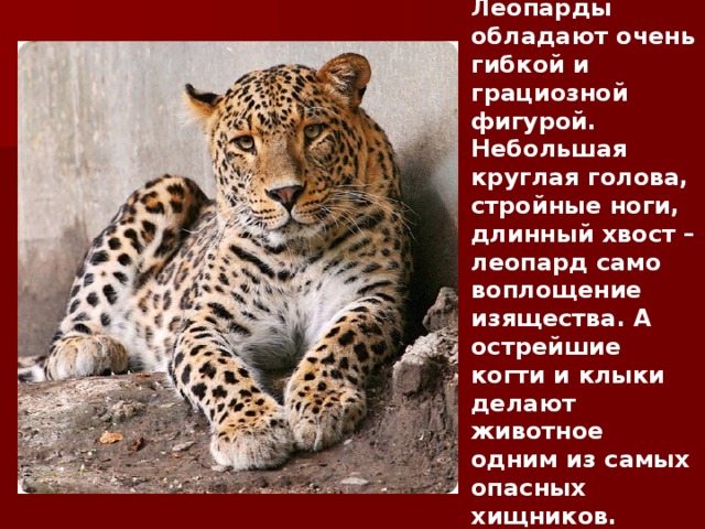 Леопарды обладают очень гибкой и грациозной фигурой. Небольшая круглая голова, стройные ноги, длинный хвост – леопард само воплощение изящества. А острейшие когти и клыки делают животное одним из самых опасных хищников. 