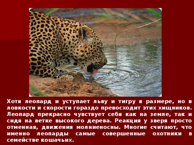 Хотя леопард и уступает льву и тигру в размере, но в ловкости и скорости гораздо превосходит этих хищников. Леопард прекрасно чувствует себя как на земле, так и сидя на ветке высокого дерева. Реакция у зверя просто отменная, движения молниеносны. Многие считают, что именно леопарды самые совершенные охотники в семействе кошачьих. 