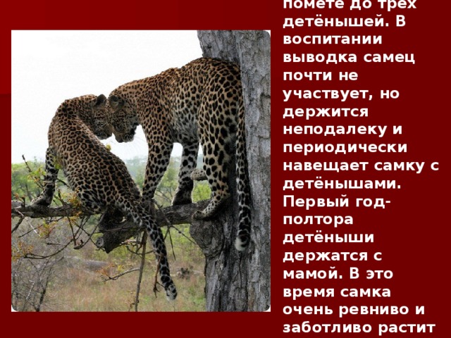 Самки приносят в помете до трёх детёнышей. В воспитании выводка самец почти не участвует, но держится неподалеку и периодически навещает самку с детёнышами. Первый год-полтора детёныши держатся с мамой. В это время самка очень ревниво и заботливо растит малышей. 