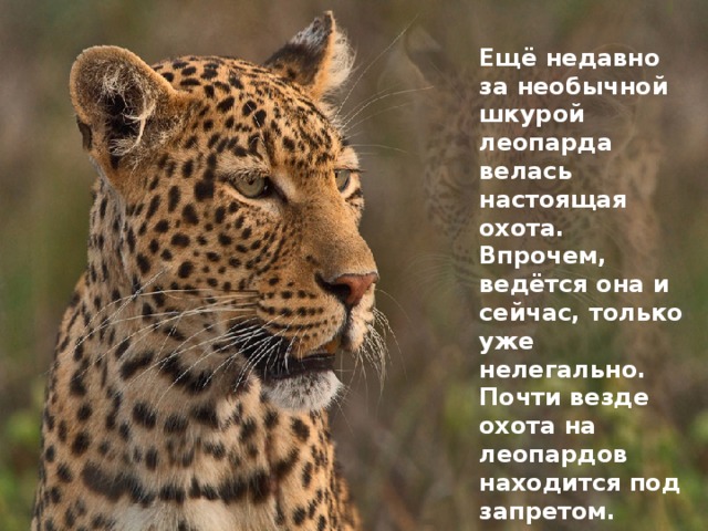 Ещё недавно за необычной шкурой леопарда велась настоящая охота. Впрочем, ведётся она и сейчас, только уже нелегально. Почти везде охота на леопардов находится под запретом. 