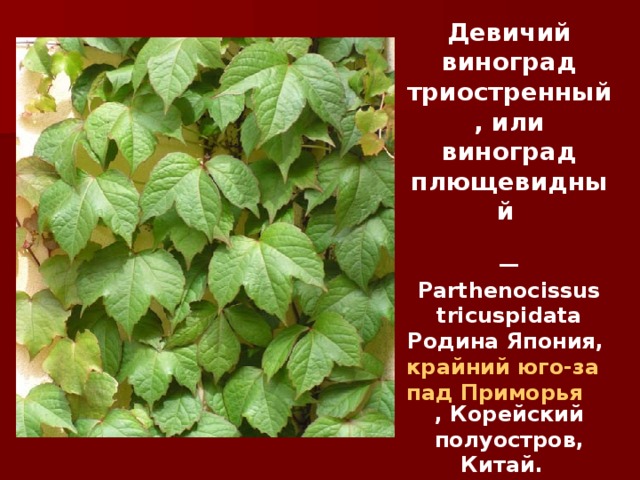 Девичий виноград триостренный, или виноград плющевидный   — Parthenocissus tricuspidata Родина Япония, крайний юго-запад Приморья , Корейский полуостров, Китай.  