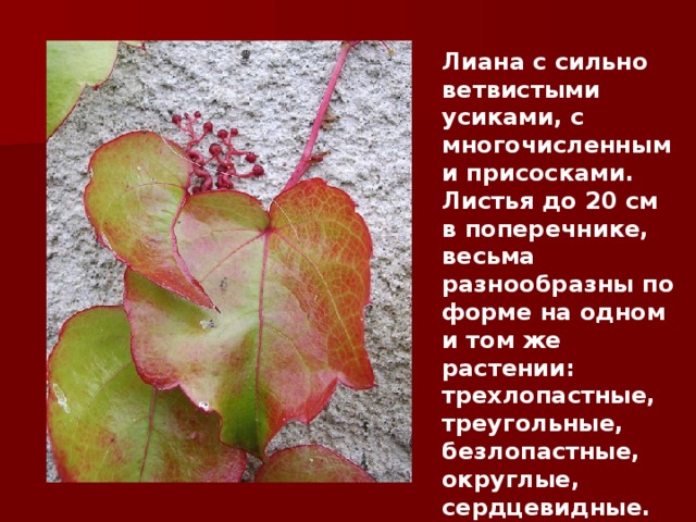 Лиана с сильно ветвистыми усиками, с многочисленными присосками. Листья до 20 см в поперечнике, весьма разнообразны по форме на одном и том же растении: трехлопастные, треугольные, безлопастные, округлые, сердцевидные. 