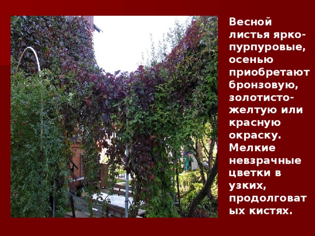 Весной листья ярко-пурпуровые, осенью приобретают бронзовую, золотисто-желтую или красную окраску.  Мелкие невзрачные цветки в узких, продолговатых кистях. 