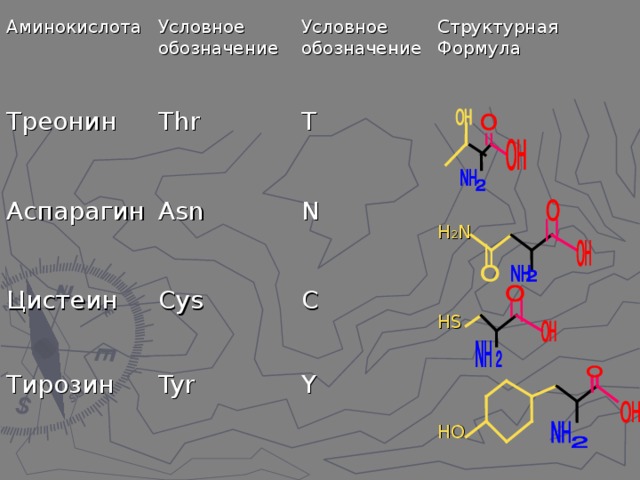 Аминокислота Треонин Условное обозначение Аспарагин Thr Условное обозначение Asn T Структурная Формула Цистеин Cys N Тирозин Tyr C Н 2 N Н S Y НО 