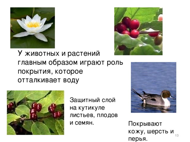 Воски У животных и растений главным образом играют роль покрытия, которое отталкивает воду  Защитный слой на кутикуле листьев, плодов и семян.  Покрывают кожу, шерсть и перья.   