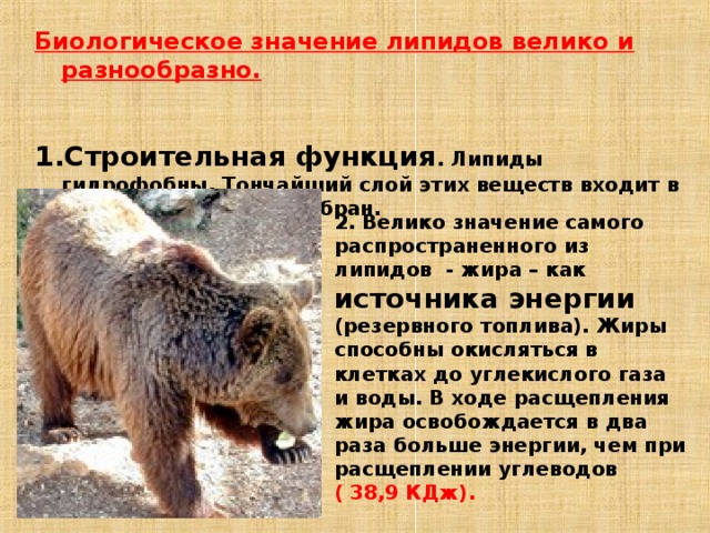 Самая значение