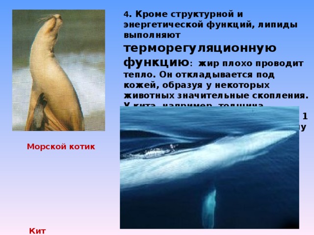 4 . Кроме структурной и энергетической функций, липиды выполняют терморегуляционную функцию : жир плохо проводит тепло. Он откладывается под кожей, образуя у некоторых животных значительные скопления. У кита, например, толщина подкожного слоя жира достигает 1 м, что позволяет этому животному жить в холодной воде полярных морей . Морской котик     Кит 