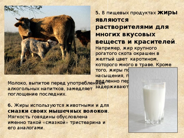 5. В пищевых продуктах жиры являются растворителями для многих вкусовых веществ и красителей . Например, жир крупного рогатого скота окрашен в желтый цвет каротином, которого много в траве. Кроме того, жиры повышают эффект насыщения, поскольку медленно перевариваются и задерживают чувство голода. Молоко, выпитое перед употреблением алкогольных напитков, замедляет поглощение последних. 6. Жиры используются животными и для смазки своих мышечных волокон . Мягкость говядины обусловлена именно такой «смазкой» тристеарина и его аналогами. 