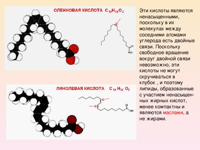 Эти кислоты являются ненасыщенными, поскольку в их молекулах между соседними атомами углерода есть двойные связи. Поскольку свободное вращение вокруг двойной связи невозможно, эти кислоты не могут скручиваться в клубок , и поэтому липиды, образованные с участием ненасыщен-ных жирных кислот, менее компактны и являются маслами , а не жирами. 