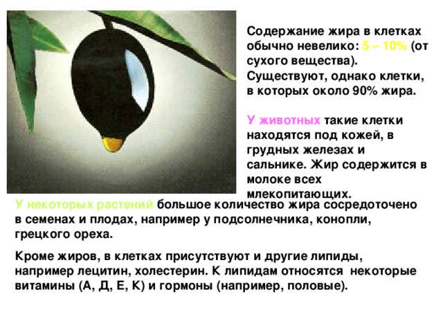 Содержание жира в клетках обычно невелико: 5 – 10% (от сухого вещества). Существуют, однако клетки, в которых около 90% жира.  У животных такие клетки находятся под кожей, в грудных железах и сальнике. Жир содержится в молоке всех млекопитающих. У некоторых растений большое количество жира сосредоточено в семенах и плодах, например у подсолнечника, конопли, грецкого ореха. Кроме жиров, в клетках присутствуют и другие липиды, например лецитин, холестерин. К липидам относятся некоторые витамины (А, Д, Е, К) и гормоны (например, половые). 