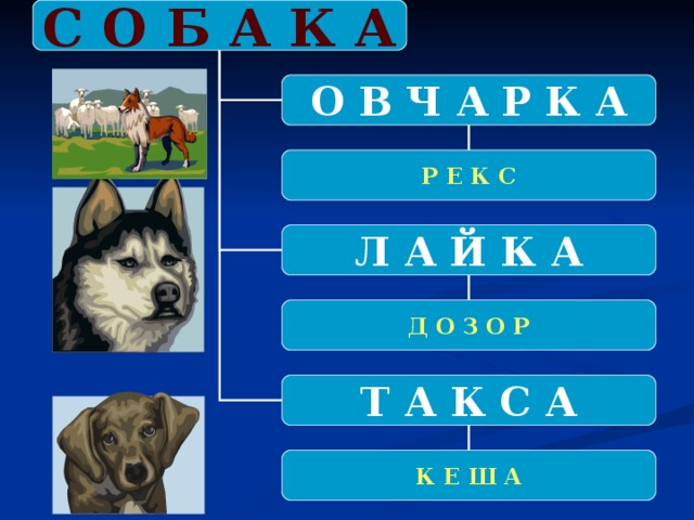 С О Б А К А О В Ч А Р К А Р Е К С Л А Й К А Д О З О Р Т А К С А К Е Ш А 