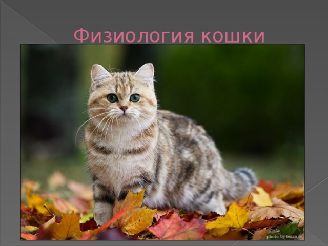  Физиология кошки 