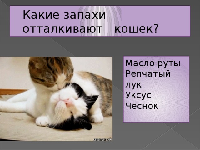 Какие запахи отталкивают кошек? Масло руты Репчатый лук Уксус Чеснок 