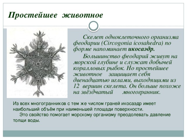 Простейшее животное  Скелет одноклеточного организма феодарии (Circogonia icosahedra) по форме напоминает икосаэдр.  Большинство феодарий живут на морской глубине и служат добычей коралловых рыбок. Но простейшее животное защищает себя двенадцатью иглами, выходящими из 12 вершин скелета. Он больше похоже на звёздчатый многогранник. Из всех многогранников с тем же числом граней икосаэдр имеет наибольший объём при наименьшей площади поверхности.  Это свойство помогает морскому организму преодолевать давление толщи воды. 