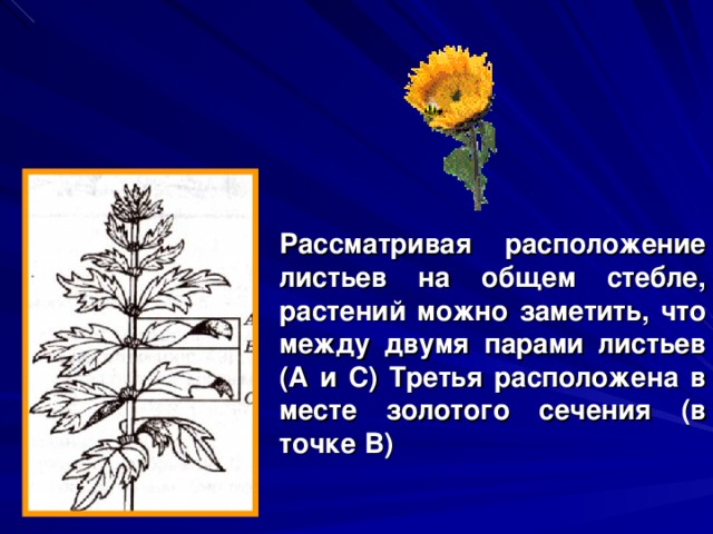 Рассматривая расположение листьев на общем стебле, растений можно заметить, что между двумя парами листьев (А и С) Третья расположена в месте золотого сечения (в точке В) 