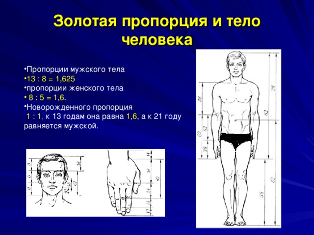 Золотая пропорция и тело человека Пропорции мужского тела 13 : 8 = 1,625 пропорции женского тела  8 : 5 = 1,6. Новорожденного пропорция  1 : 1 , к 13 годам она равна 1,6, а к 21 году равняется мужской. 