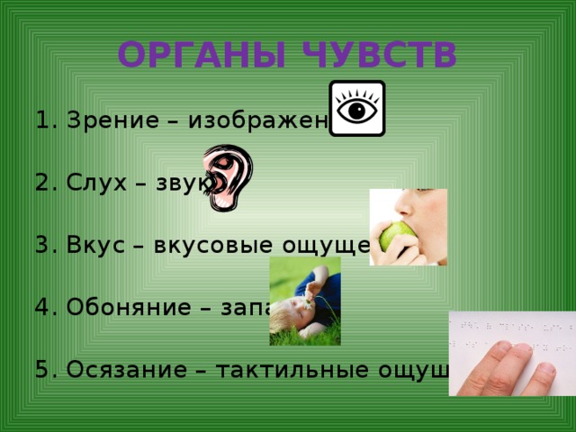 ОРГАНЫ ЧУВСТВ Зрение – изображения 2. Слух – звуки 3. Вкус – вкусовые ощущения 4. Обоняние – запахи 5. Осязание – тактильные ощущения 