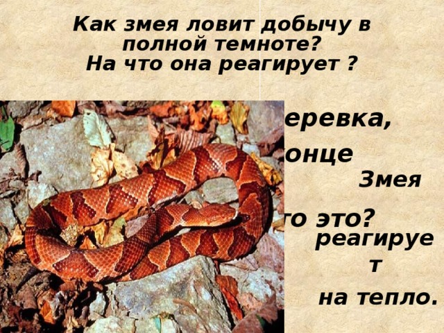   Сама пестрая,  Ест зеленое,  Дает белое. 