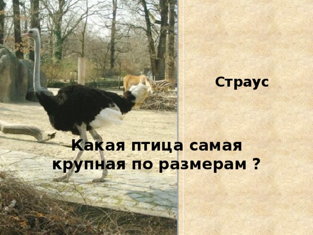 Страус Какая птица самая крупная по размерам ? 