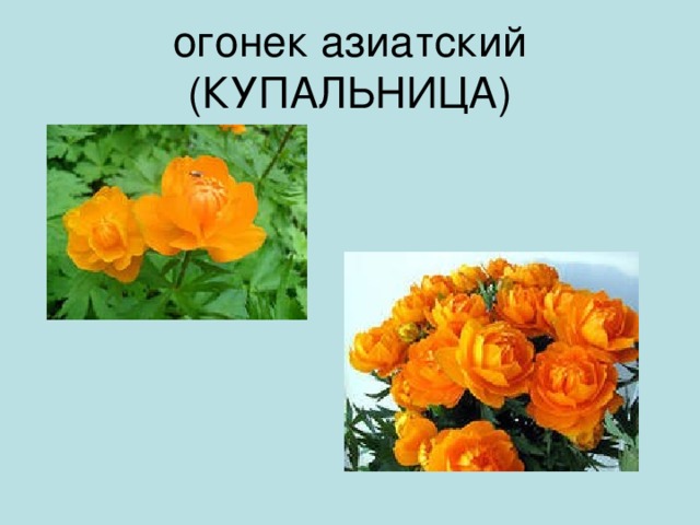 Рисунок купальница азиатская