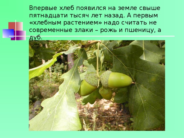 Впервые хлеб появился на земле свыше пятнадцати тысяч лет назад. А первым «хлебным растением» надо считать не современные злаки – рожь и пшеницу, а дуб. 