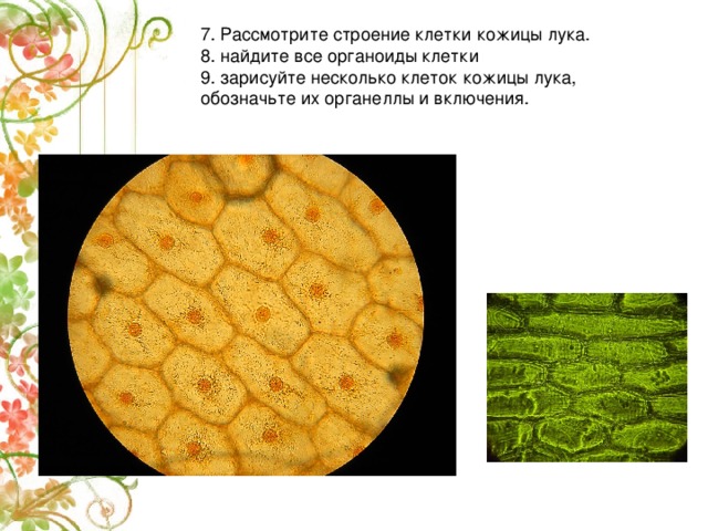 Лук под микроскопом рисунок. Органоиды клетки кожицы лука. Клетки эпидермиса лука строение. Строение клетки кожицы чешуи лука. Строение клетки чешуи лука.