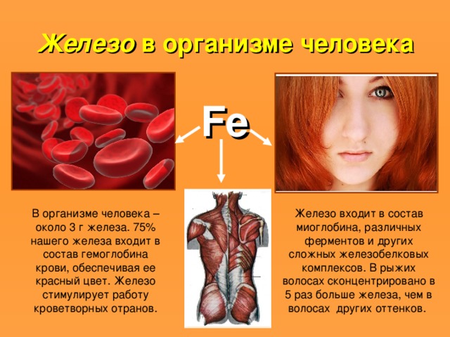 Железо в организме человека Fe В организме человека – около 3 г железа. 75% нашего железа входит в состав гемоглобина крови, обеспечивая ее красный цвет. Железо стимулирует работу кроветворных отранов. 