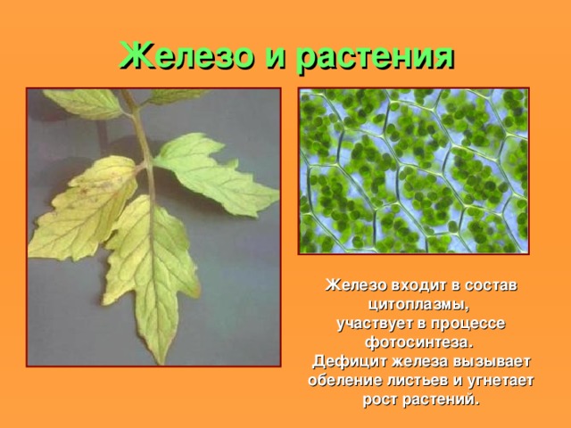 Железо и растения Железо входит в состав цитоплазмы, участвует в процессе фотосинтеза. Дефицит железа вызывает обеление листьев и угнетает рост растений. 