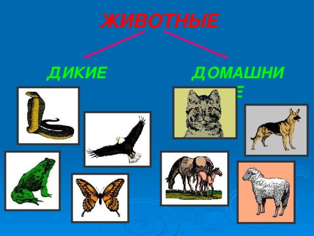 ЖИВОТНЫЕ ДИКИЕ ДОМАШНИЕ 