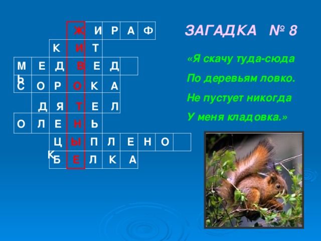 ЗАГАДКА № 8  Ж И Р А Ф К И Т «Я скачу туда-сюда По деревьям ловко. Не пустует никогда У меня кладовка.» М Е Д В Е Д Ь С О Р О К А  Д Я Т Е Л О Л Е Н Ь  Ц Ы П Л Е Н О К  Б Е Л К А 