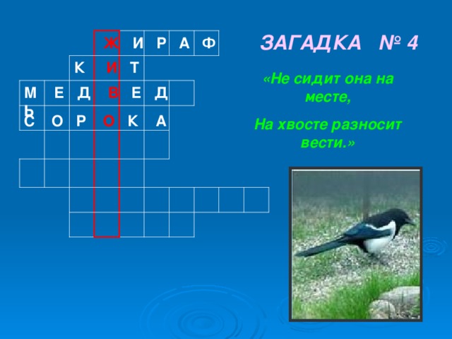 ЗАГАДКА № 4  Ж И Р А Ф К И Т «Не сидит она на месте, На хвосте разносит вести.» М Е Д В Е Д Ь С О Р О К А    