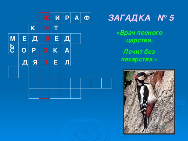 ЗАГАДКА № 5  Ж И Р А Ф К И Т «Врач лесного царства, Лечит без лекарства.» М Е Д В Е Д Ь С О Р О К А  Д Я Т Е Л   
