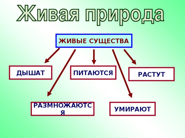 ЖИВЫЕ СУЩЕСТВА ДЫШАТ ПИТАЮТСЯ РАСТУТ РАЗМНОЖАЮТСЯ УМИРАЮТ 