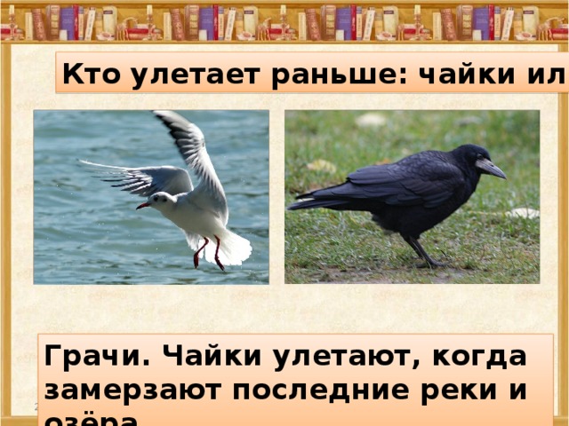 Кто улетает раньше: чайки или грачи? Грачи. Чайки улетают, когда замерзают последние реки и озёра. 27.12.16  