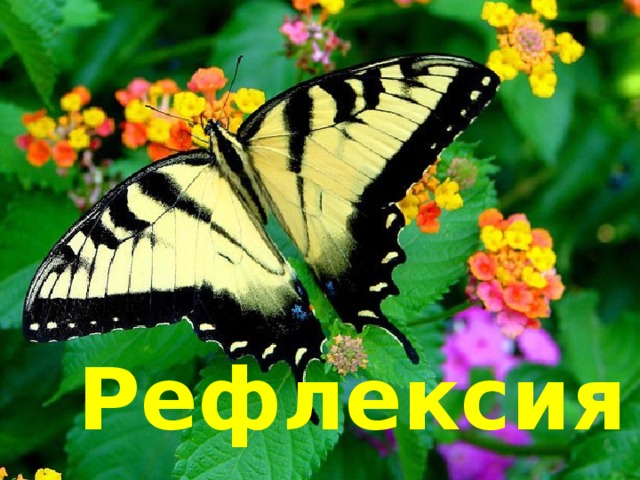 Рефлексия 