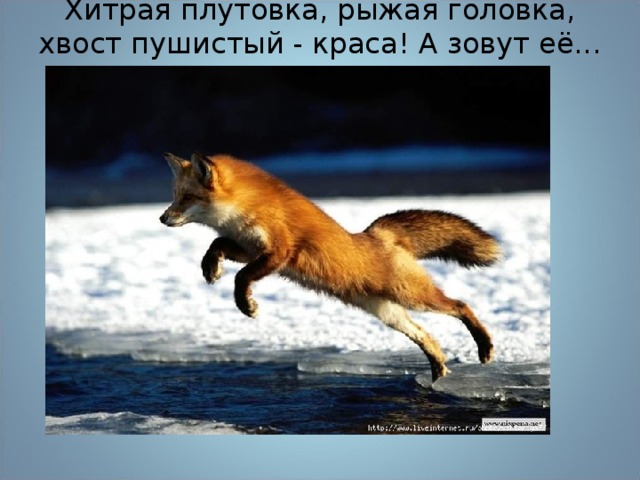 Хитрая плутовка, рыжая головка, хвост пушистый - краса! А зовут её...   
